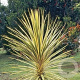 Cordyline variegata 40-50 cm C1.2