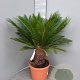 Cycas revoluta 80 cm 30L