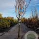 Diospyros lotus 100 cm stam container 25-30