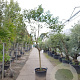 Diospyros lotus 100 cm stam container 25-30