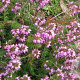 Erica carn. 'James Backhouse' 10-12 cm P10,5