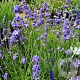 Lavandula ang. Blue Cushion GM P9