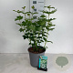 Viburnum opulus 'Roseum' 60-80 cm 6,5L