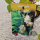 Lonicera fragrantissima 25-30 cm 2,5L