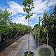 Magnolia stellata 180 cm stam container 14-16