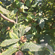 Mespilus germanica 250-300 cm container meerstammig