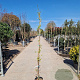 Wisteria sinensis 'Alba' 175-200 cm 10L