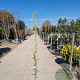 Wisteria sinensis 'Alba' 175-200 cm 10L
