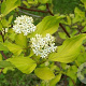 Cornus alba 100-125 cm wortelgoed 2-jarig verplante zaailin