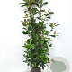 Photinia fraseri 'Red Robin' 125-150 cm met kluit