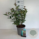 Cornus alba 'Kesselringii' 60-80 cm 6,5L