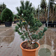 Pinus parv. 'Schoon's Bonsai' 60-80 cm 30L