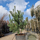 Pinus sylvestris 175-200 cm container meerstammig