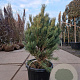 Pinus sylv. 'Watereri' 70-80 cm 30L