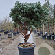 Pinus sylv. 'Watereri' 125-150 cm container paraplu