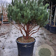 Pinus sylv. 'Watereri' 125-150 cm container paraplu