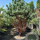 Pinus sylv. 'Watereri' 200-250 cm cont. 230L paraplu