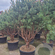 Pinus sylv. 'Watereri' 200-250 cm cont. 230L paraplu