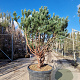 Pinus sylv. 'Watereri' 140-160 cm container paraplu extra