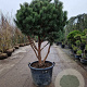Pinus sylv. 'Watereri' 140-160 cm container paraplu extra