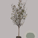 Pyrus communis 100 cm stam container 25-30