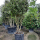 Quercus ilex 250-300 cm cont. 230L paraplu