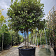 Quercus ilex 250-300 cm cont. 350L paraplu