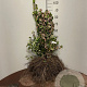 Cornus mas 40-60 cm wortelgoed 2-jarig verplante zaailin