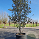Quercus ilex 400-450 cm container meerstammig