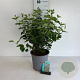 Cornus mas 60-80 cm 6,5L