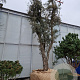 Quercus suber 50 cm container 80-100