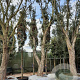 Quercus suber 70 cm stam container 8-10