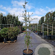 Quercus suber 175-200 cm 45L