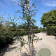 Quercus suber 200-250 cm cont. 70L meerstammig