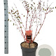 Cornus sang. 'Midwinter Fire' 40-60 cm wortelgoed struik