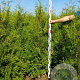 Thuja occ. 'Brabant' 180-200 cm met kluit