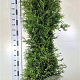 Thuja occ. 'Brabant' 180-200 cm met kluit