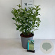 Cornus sericea 'Flaviramea' 60-80 cm 6,5L