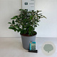 Elaeagnus ebbingei 40-50 cm 6,5L
