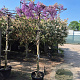 Wisteria brach. 'Okayama' 200 cm stam 45L dakvorm