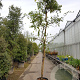 Wisteria sinensis 160 cm stam container 16-18