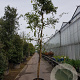 Wisteria sinensis 160 cm stam container 16-18