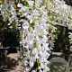 Wisteria sinensis 160 cm stam container 18-20