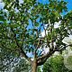 Ficus carica 8-10 HO container
