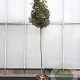 Elaeagnus ebbingei 170 cm stam container 8-10