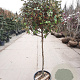 Elaeagnus ebbingei 100 cm stam container 60-80 bol