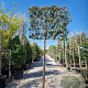 Elaeagnus ebbingei 180 cm stam container 25-30 lei 180x180