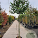 Prunus l. 'Novita' 200 cm stam container 16-18 leiboom