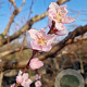 Prunus persica 100 cm stam container 25-30