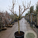 Prunus persica 100 cm stam container 25-30